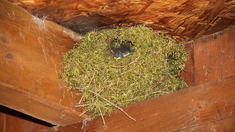 Offensichtlich hat eine Schwalbe in der Hütte an der Edelruh ein Nest gebaut. Foto: Ulrike Müller