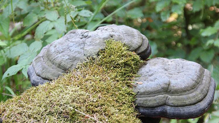 Die Zunderschwämme an der abgestorbenen Buche  Foto: Friedwald Schedel