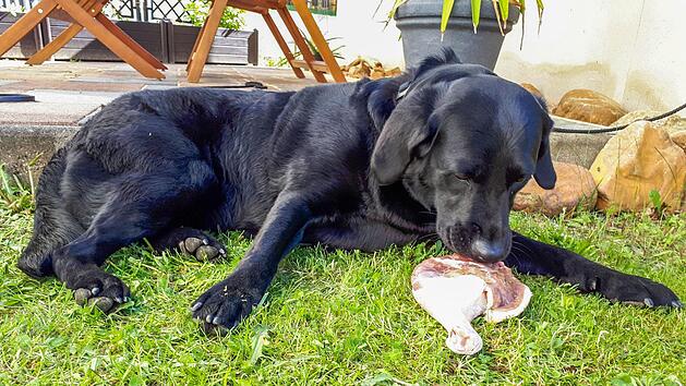 Ern&auml;hrungsberaterin Manuela Knaus barft auch ihren eigenen Labrador - das bedeutet: Er bekommt t&auml;glich rohes Fleisch statt fertiges Trockenfutter. Die Guttenberger Tierphysiotherapeutin ist &uuml;berzeugt von den Vorz&uuml;gen dieser Methode. privat