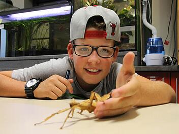 Jakob Hrubesch (12) aus Oerlenbach hat eine Stabschrecke aus dem Terrarium geholt und lässt sie über einen Tisch laufen:  Foto: Benedikt Borst