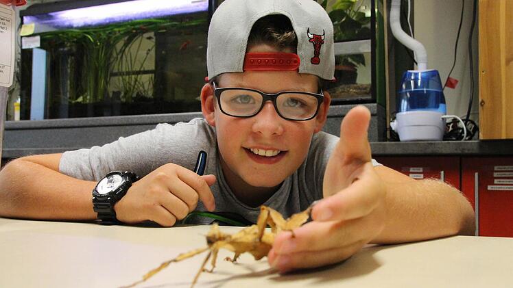Jakob Hrubesch (12) aus Oerlenbach hat eine Stabschrecke aus dem Terrarium geholt und lässt sie über einen Tisch laufen:  Foto: Benedikt Borst