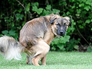 Hundehaufen können für einen Haufen Ärger sorgen. Adelsdorf will das Problem lösen.