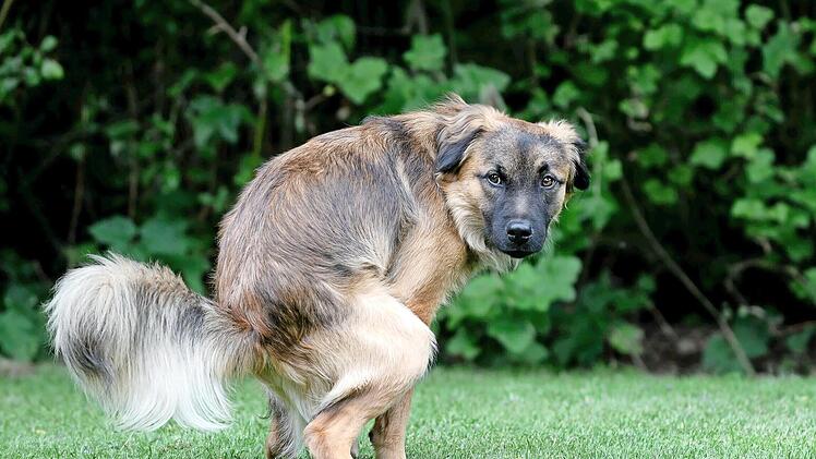 Hundehaufen können für einen Haufen Ärger sorgen. Adelsdorf will das Problem lösen.