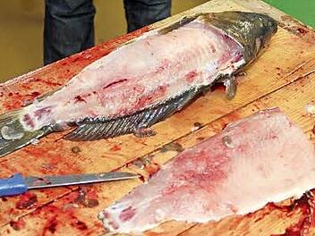 Ein fachgerecht filetierter Karpfen