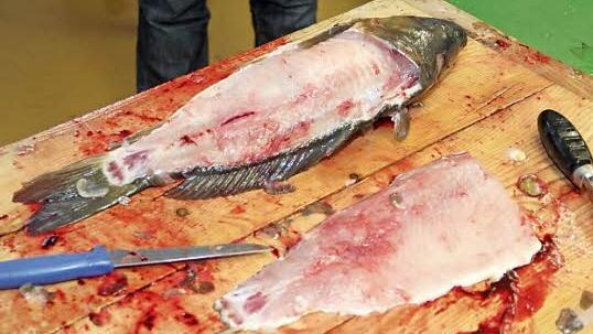 Ein fachgerecht filetierter Karpfen