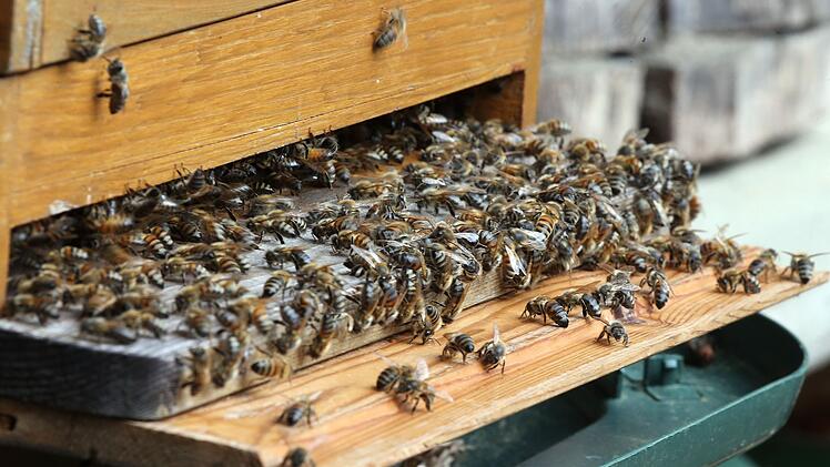 Bienenattacke in Neuwied: Imker l&auml;sst Tausende Bienen auf Mitarbeiter los.