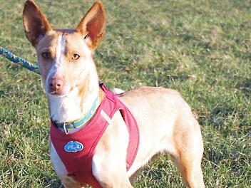 Indiana Foto: privat