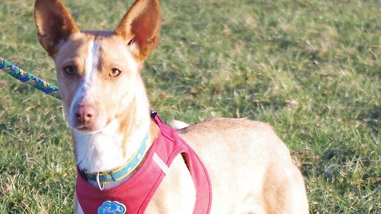 Indiana Foto: privat