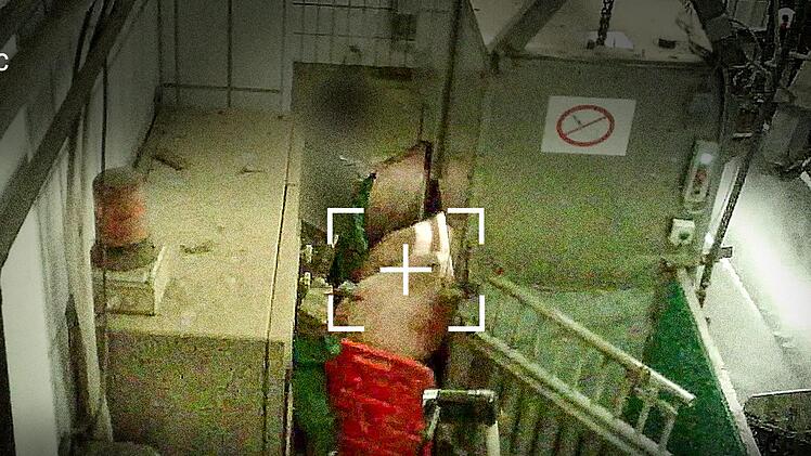 Heimlich gefilmte Videos aus dem Schlachthof Kulmbach hatten bei Tierschützern für Entsetzen gesorgt.