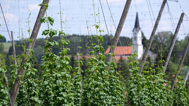 Hopfen zu billig? Bayerns Hopfenbauern zu radikaler Ma&szlig;nahme gezwungen