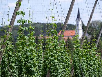 Hopfen zu billig? Bayerns Hopfenbauern zu radikaler Maßnahme gezwungen