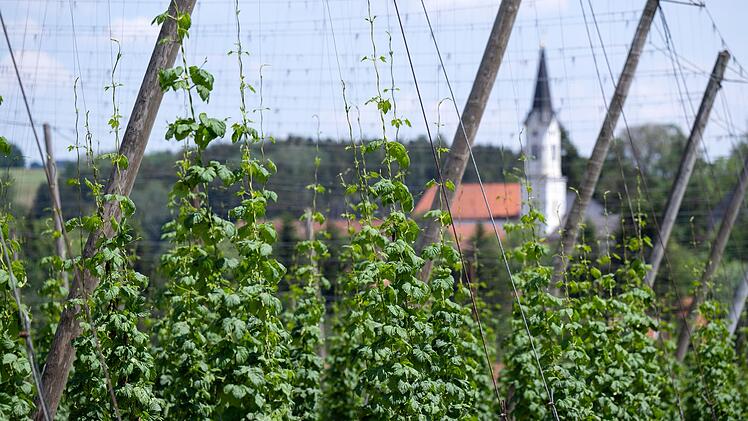 Hopfen zu billig? Bayerns Hopfenbauern zu radikaler Maßnahme gezwungen