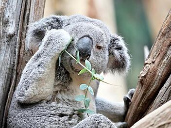 Koala Oobi-Oobi ist ein recht entspanntes Tierorakel Foto: Jan Woitas, dpa
