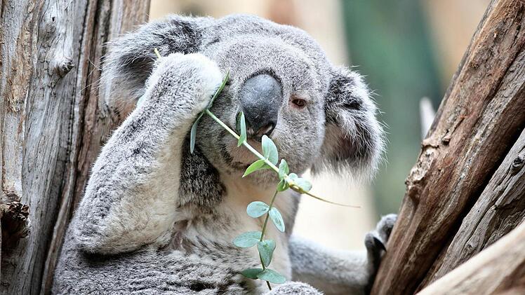 Koala Oobi-Oobi ist ein recht entspanntes Tierorakel Foto: Jan Woitas, dpa
