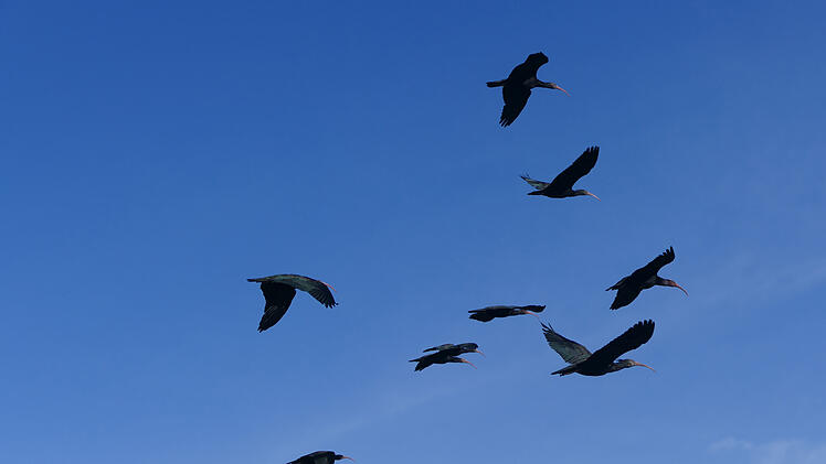 N&uuml;rnberg: "Stark gef&auml;hrdete" V&ouml;gel des Tiergartens ausgewildert - "erfolgreiche Kooperation"