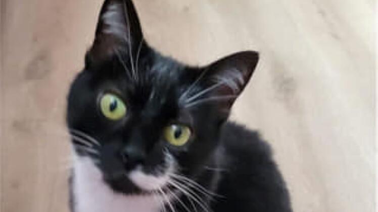 Tierheim Pfaffengrün: Familie muss Katze Susi schweren Herzens abgeben - "viele Tränen geflossen"