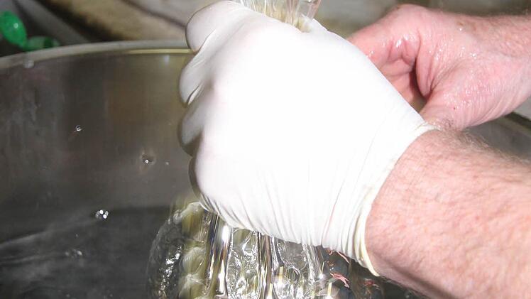 Natürlich können die Gurken nicht durchsichtig bleiben. Sie werden erst mit Silbernitrat-Ammoniak-Gemisch von innen versilbert. Dann bekommen sie auch ihre äußerliche grüne Farbe.