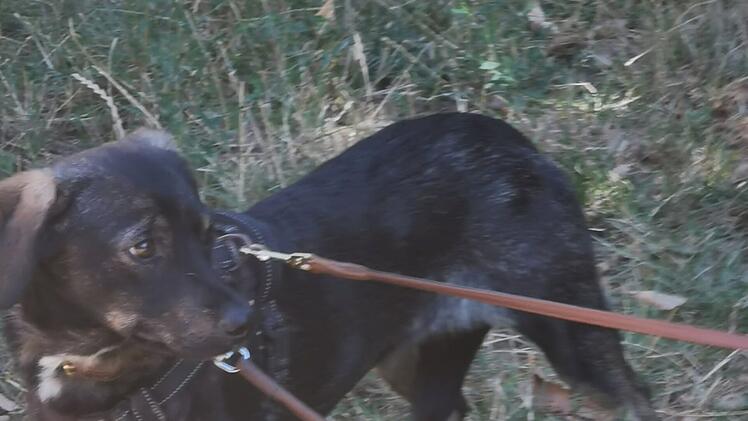 Tierheim Bamberg: Hund Benji aus Rumänien sucht ein neues Zuhause