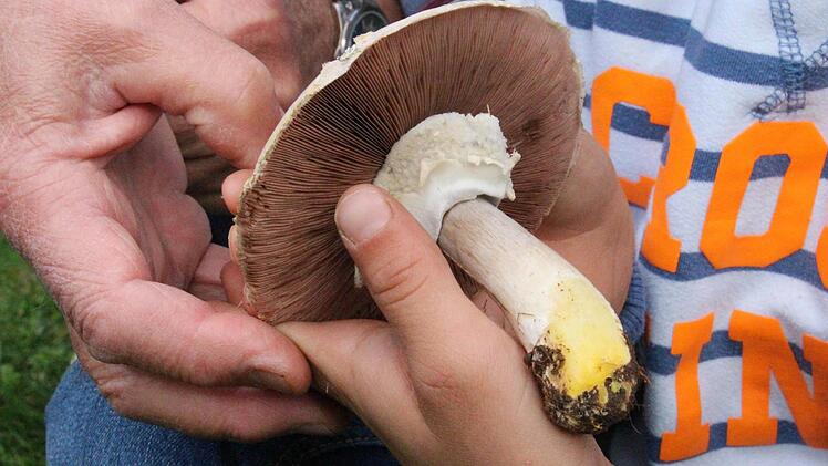 Der seltene Perlhuhnegerling ist ungenießbar.