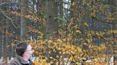 Peter Hagemann will den Buchenvoranbau unter dem Schirm der später zu erntenden Fichten weiter voranbringen.  Foto: Friedwald Schedel
