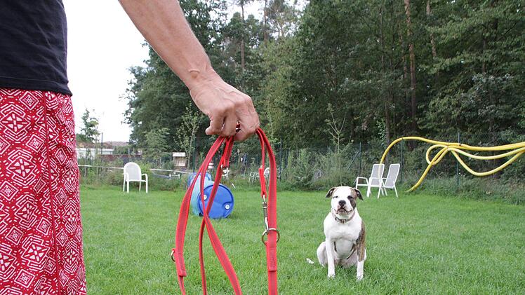 Hündin Cleo schaut ihrer Halterin Sabine Karl-Kraus entgegen. Sie weiß genau, wann Hunde an die Leine müssen. Foto: Franziska Rieger
