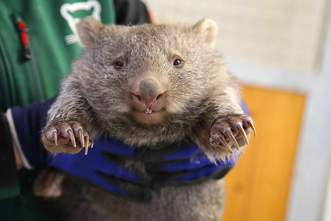 Wombat-Baby wagt erste Schritte vor Besuchern