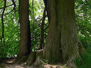 Das war einmal ein ganzer (wenngleich hohler) Linden-Stamm. Wo jetzt die Lücke klafft, hat das Feuer das tote Holz weggefressen. Ob das Fragment links auf Dauer das Gewicht der Äste tragen kann, wird sich zeigen.  Foto: Berthold Litzlfelder