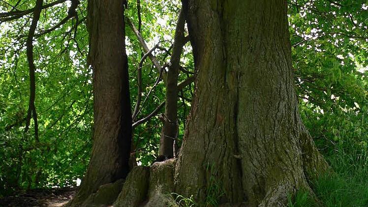 Das war einmal ein ganzer (wenngleich hohler) Linden-Stamm. Wo jetzt die Lücke klafft, hat das Feuer das tote Holz weggefressen. Ob das Fragment links auf Dauer das Gewicht der Äste tragen kann, wird sich zeigen.  Foto: Berthold Litzlfelder