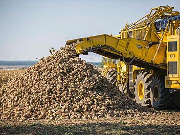 Am Rande des Feldes bei Augsfeld werden die geernteten Zuckerrüben zu sogenannten Mieten aufgehäuft. Foto: René Rupprecht