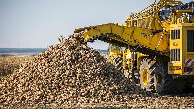 Am Rande des Feldes bei Augsfeld werden die geernteten Zuckerrüben zu sogenannten Mieten aufgehäuft. Foto: René Rupprecht