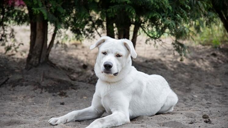 Hund in Franken: Kiko und Muffin an Straße ausgesetzt - Muffin ist vermittelt, Kiko bleibt zurück