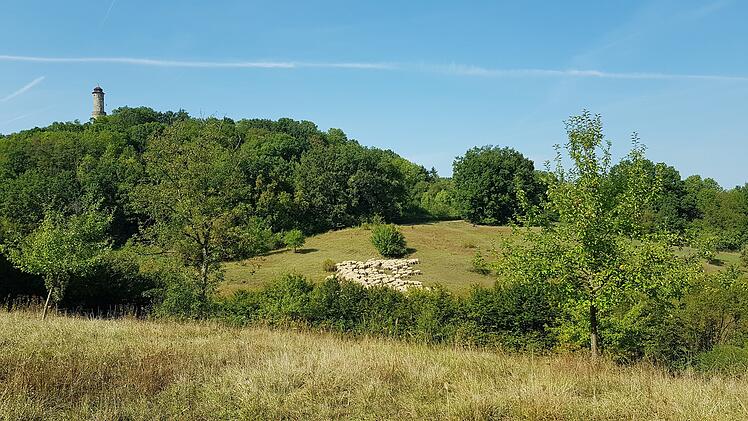 Bamberg: Besondere Schmetterlingsarten gefunden - Altenburgh&auml;nge gelten als Hotspot