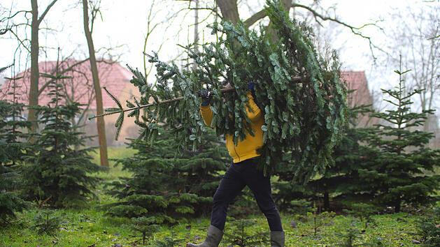 Weihnachtsbaum selbst schlagen: Darf ich einen Baum aus dem Wald nehmen?