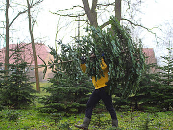 Weihnachtsbaum selbst schlagen: Darf ich einen Baum aus dem Wald nehmen?