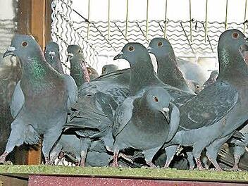Ausgebucht ist die Tauben-Pension im Rathausdach. Dünne Metallstangen halten die Tiere derzeit im Inneren des Verschlags.