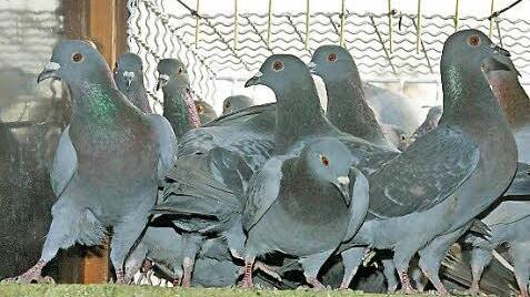 Ausgebucht ist die Tauben-Pension im Rathausdach. Dünne Metallstangen halten die Tiere derzeit im Inneren des Verschlags.