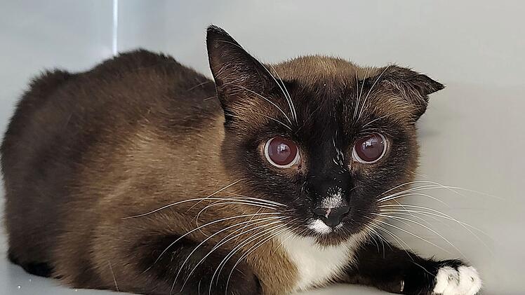 Tierheim Hof entsetzt von Fund vor der T&uuml;r - "trauriges Beispiel"