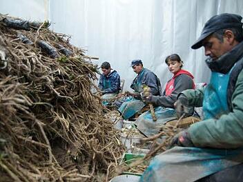 Nach der Ernte ist noch viel Handarbeit angesagt. Foto: Heike Reinersmann