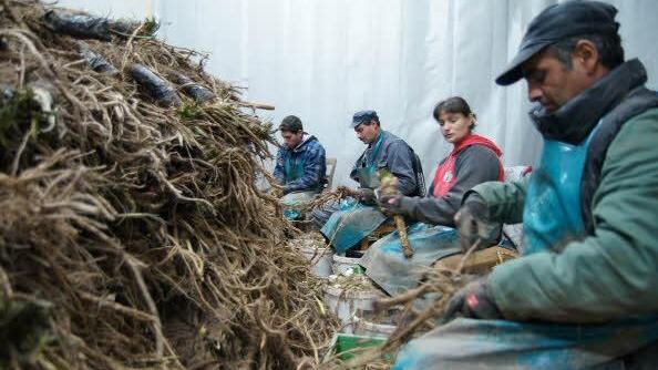 Nach der Ernte ist noch viel Handarbeit angesagt. Foto: Heike Reinersmann