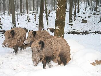 Kommt sie  und wenn ja, wann? Die Afrikanische Schweinepest  ist auf dem Vormarsch, sie kann von Wildschweinen auf Hausschweine übertragen werden. Anja Vorndran