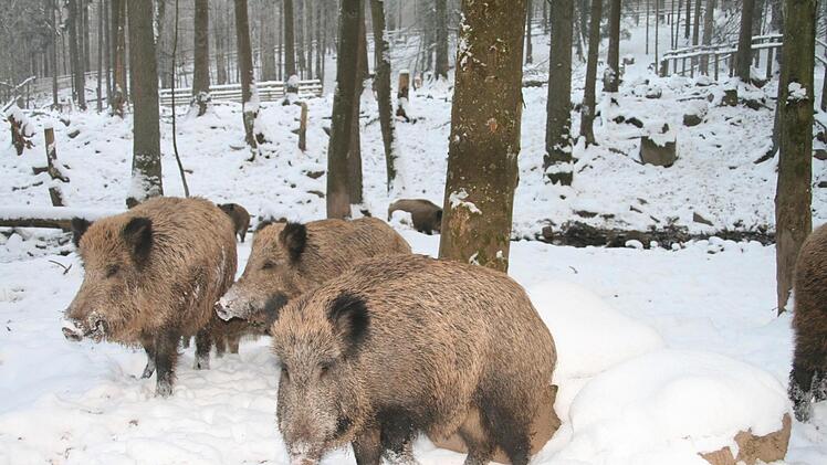 Kommt sie  und wenn ja, wann? Die Afrikanische Schweinepest  ist auf dem Vormarsch, sie kann von Wildschweinen auf Hausschweine übertragen werden. Anja Vorndran