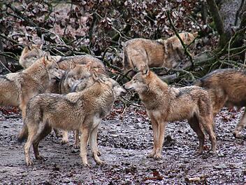 Wölfe sind sehr soziale Tiere: Dieses Rudel lebt im Wildpark Schloss Tambach im Landkreis Coburg in einem Gehege mit hohem Zaun.  Foto: Sebastian Schanz