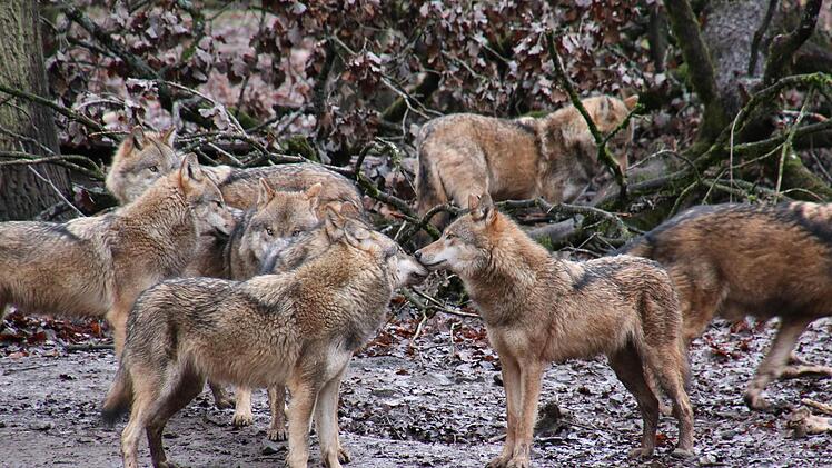 Wölfe sind sehr soziale Tiere: Dieses Rudel lebt im Wildpark Schloss Tambach im Landkreis Coburg in einem Gehege mit hohem Zaun.  Foto: Sebastian Schanz