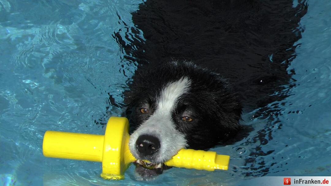 Hundebadetag im Freibad Eltmann