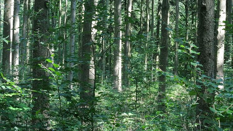 Der Fichtenbestand am Wässernach-Hang wird auf lange Sicht weichen. Die Forstleute haben vorgesorgt und hier Buchen gesät, die schon zwischen den Fichtenstämmen hochkommen.