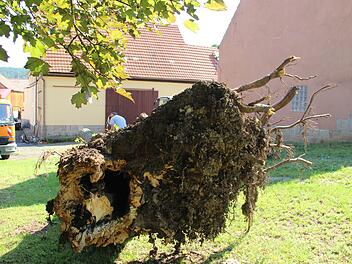 Eine städtische Linde ist in Althausen gegen eine Scheune (im Hintergrund im Bild) gefallen.Heike Beudert