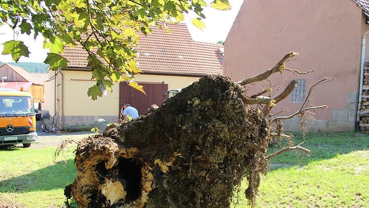 Eine städtische Linde ist in Althausen gegen eine Scheune (im Hintergrund im Bild) gefallen.Heike Beudert