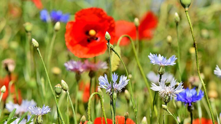 Die Kombination aus rotem Mohn und blauen Kornblumen ist ein echter Hingucker und sollte in keiner Wildblumenwiese fehlen.