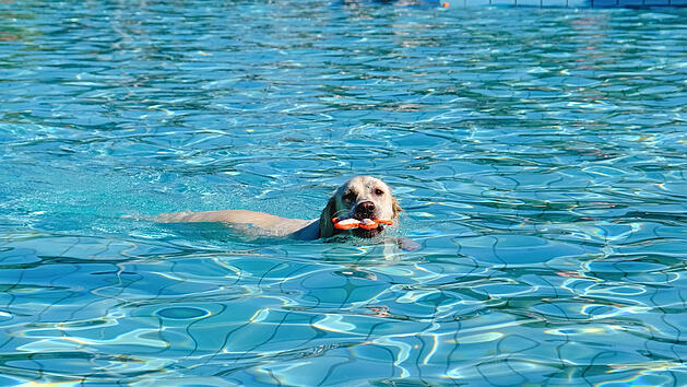 Hundeschwimmen 2024 im Hofer FreiBad findet bald statt- Badespa&szlig; f&uuml;r deinen Vierbeiner
