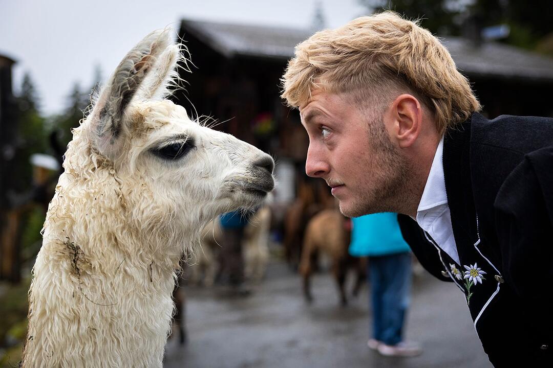 Alpabzug der Lamas in der Schweiz